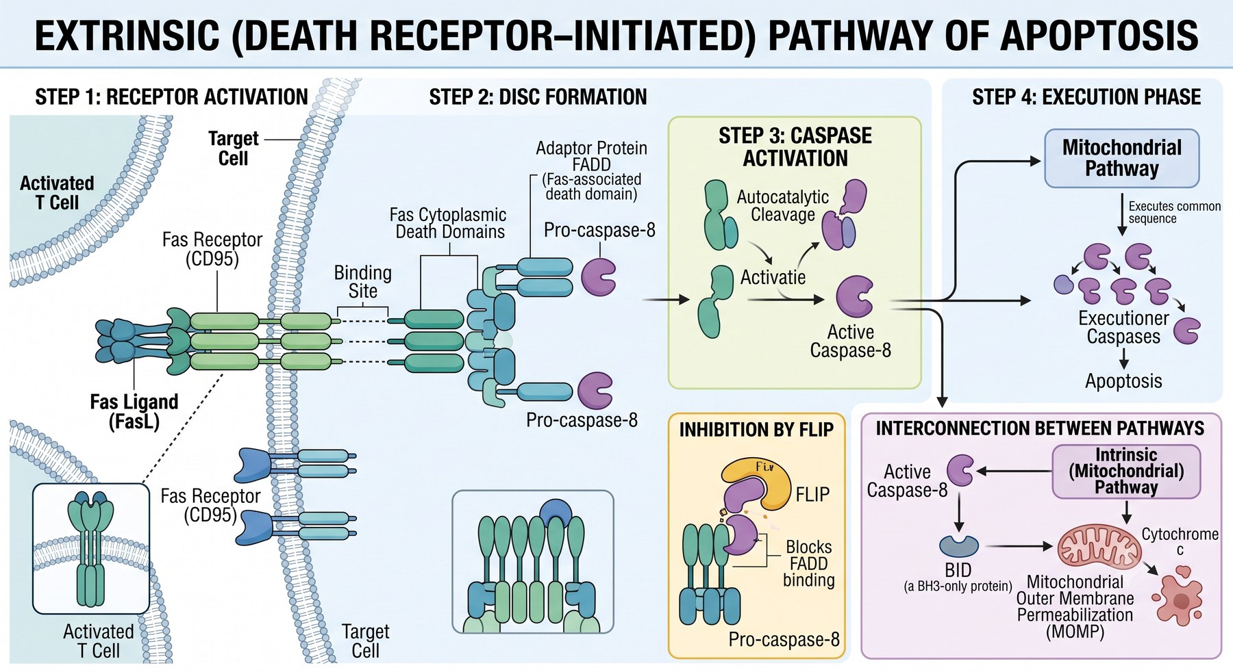 apoptosis-extrinsic-mszoiz.jpg