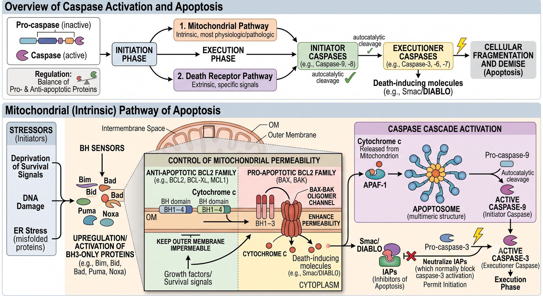 apoptosis-overview-intrinsic-vu1cjl.jpg